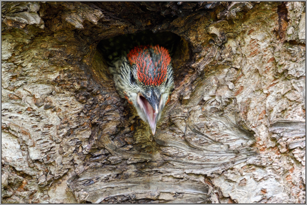 energisch bettelnd... Grünspecht *Picus viridis*