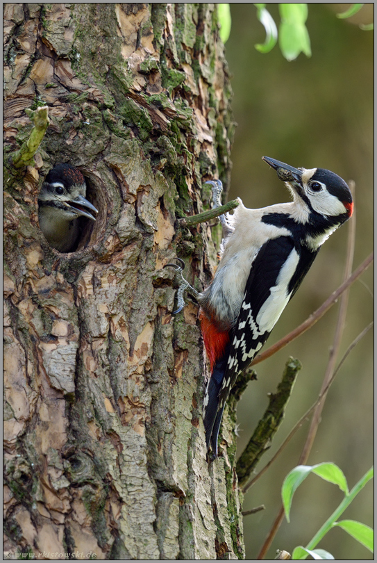 mit Futter im Schnabel... Buntspecht *Dendrocopos major*