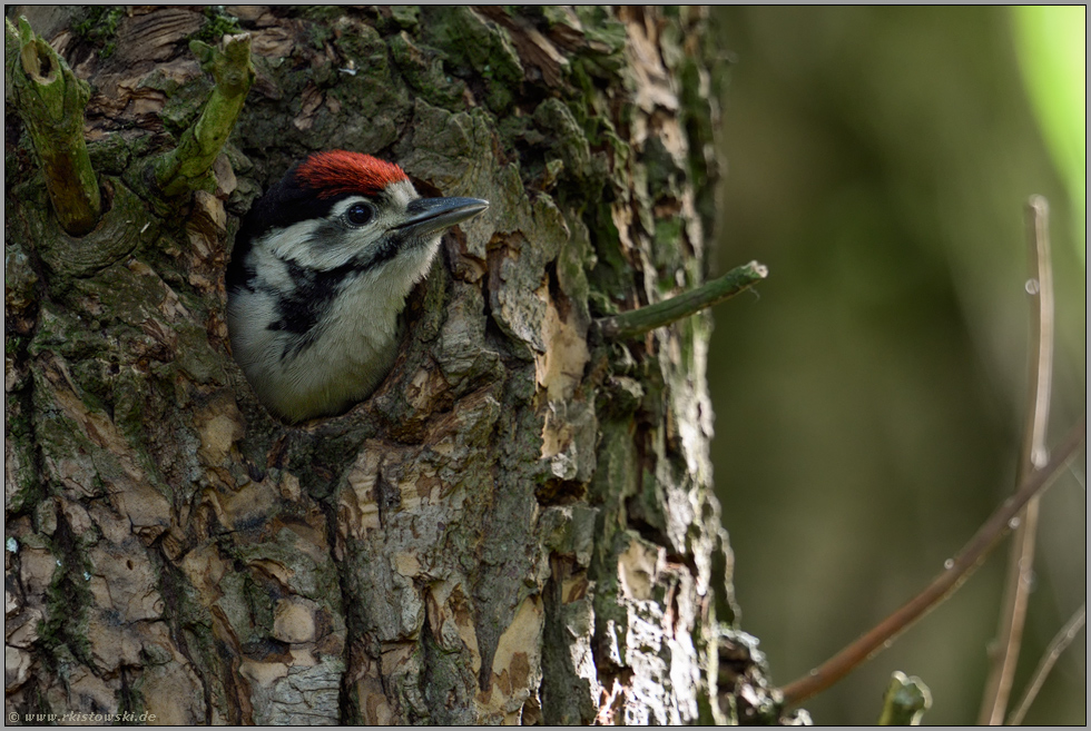 zum Abend hin... Buntspecht *Dendrocopos major*