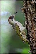 irgendwo im Wald... Grünspecht *Picus viridis*