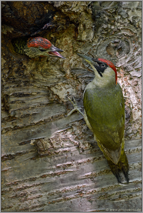 bei der Fütterung... Grünspecht *Picus viridis*