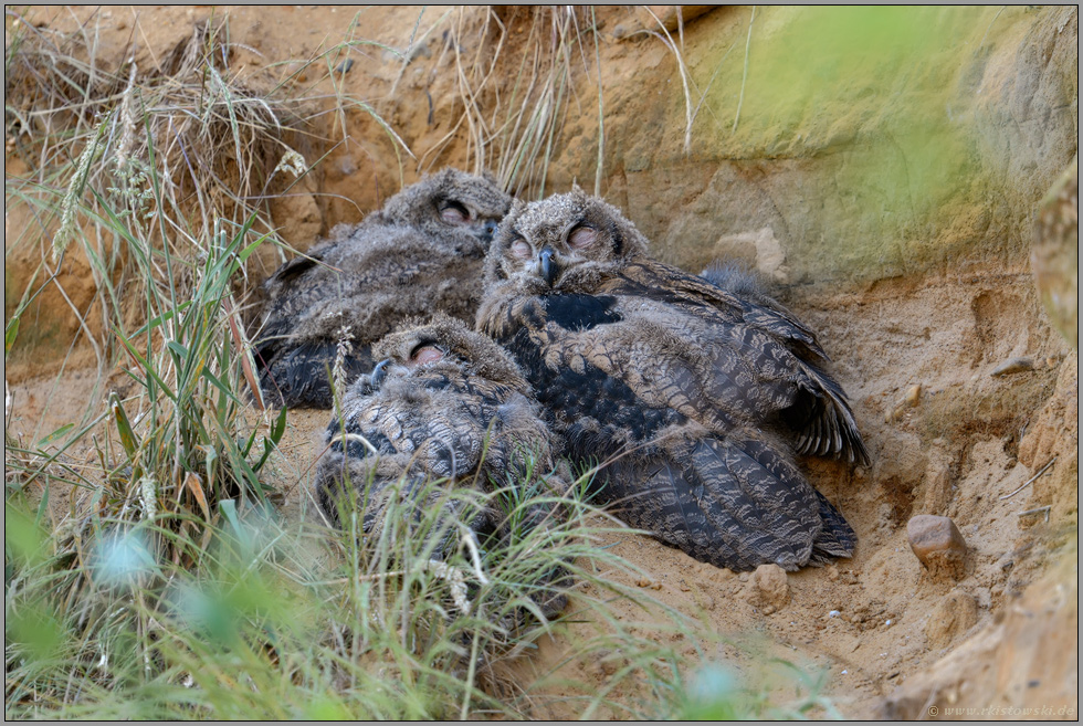 in der Ruhe liegt die Kraft... Europäischer Uhu *Bubo bubo*