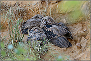 in der Ruhe liegt die Kraft... Europäischer Uhu *Bubo bubo*