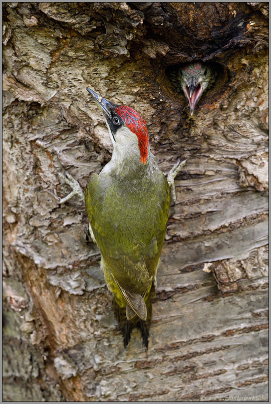 vor der Fütterung... Grünspecht *Picus viridis*