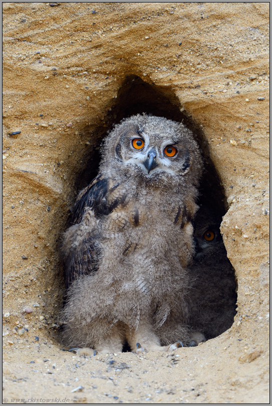 fragender Blick... Europäischer Uhu *Bubo bubo*