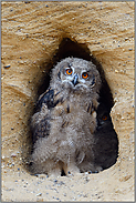 fragender Blick... Europäischer Uhu *Bubo bubo*