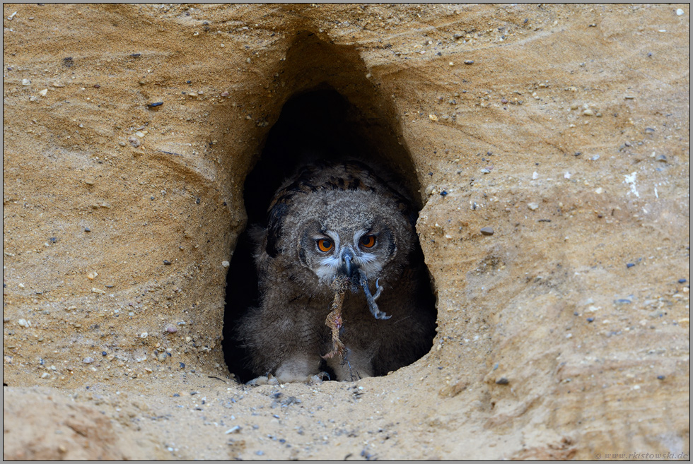 Rabenklaue... Europäischer Uhu *Bubo bubo*