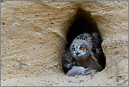 im Kreislauf der Natur... Europäischer Uhu *Bubo bubo*