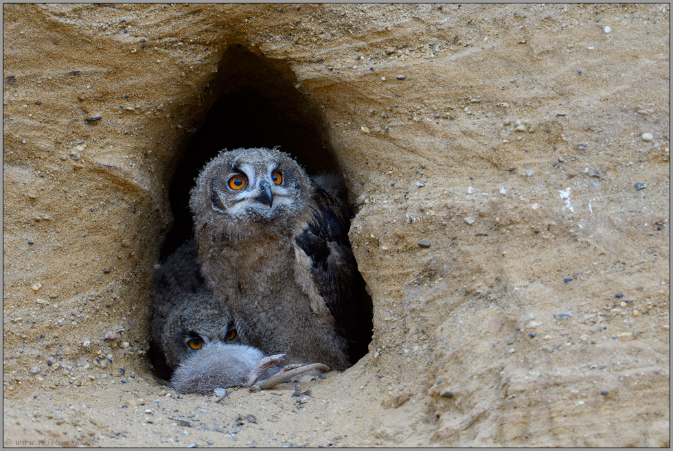 Interesse... Europäischer Uhu *Bubo bubo*