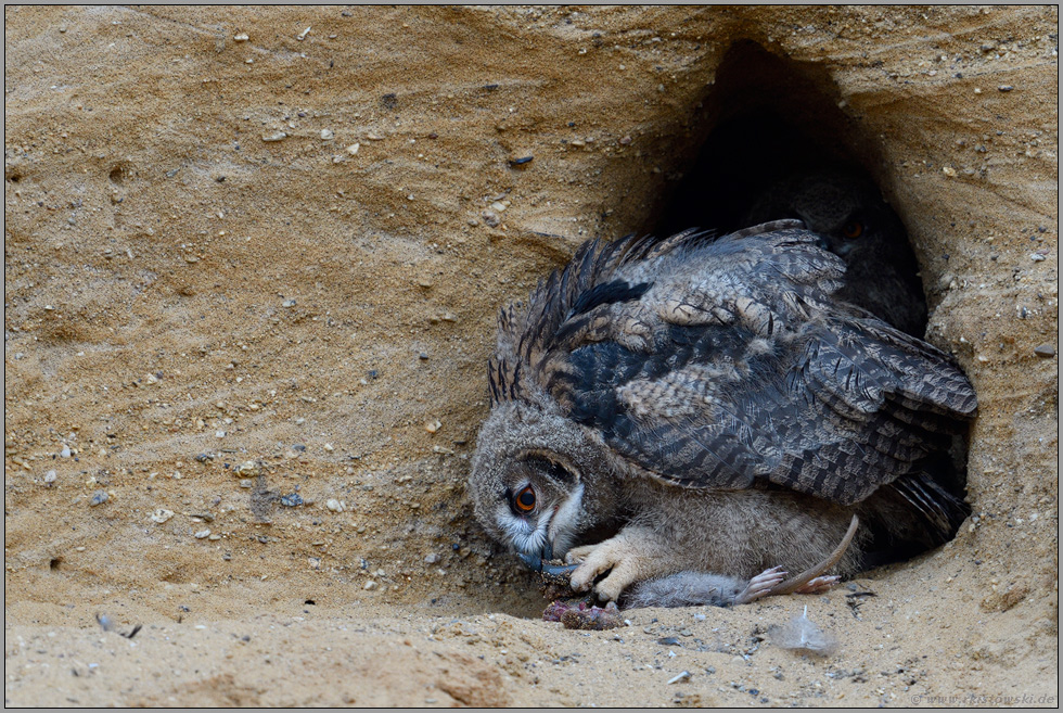 genußvoll... Europäischer Uhu *Bubo bubo*