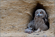 kleiner Dieb... Europäischer Uhu *Bubo bubo*