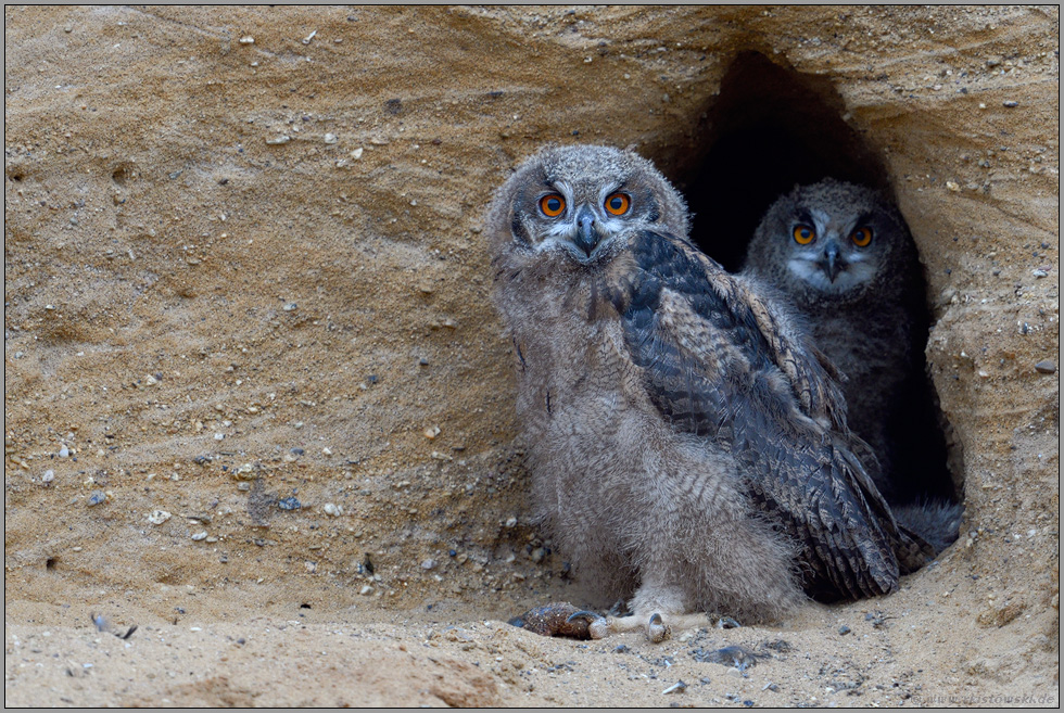 zwei Augenpaare... Europäischer Uhu *Bubo bubo*