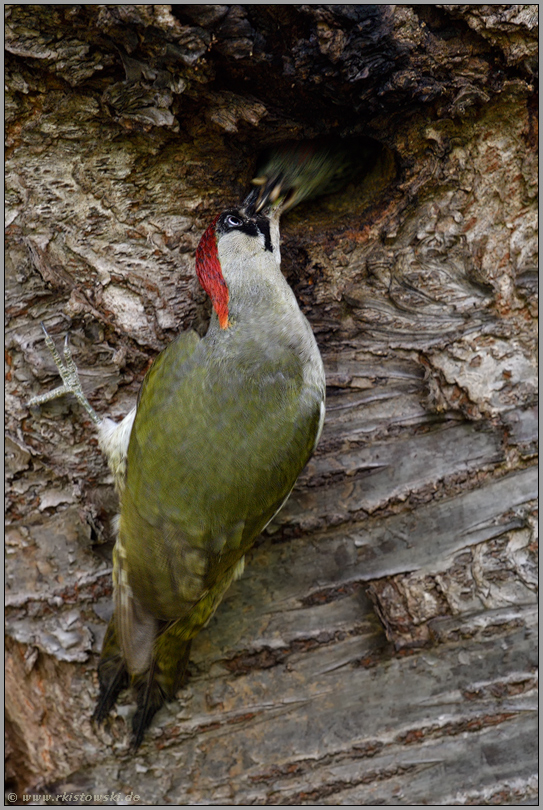 die Futterübergabe... Grünspecht *Picus viridis*