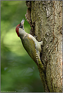 Futter für den Nachwuchs... Grünspecht *Picus viridis*