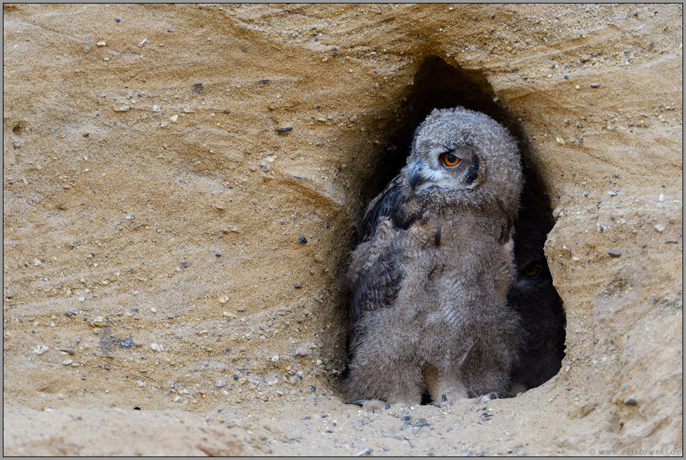 Kontrollblick zur Seite... Europäischer Uhu *Bubo bubo*