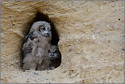 neugierige Blicke... Europäischer Uhu *Bubo bubo*