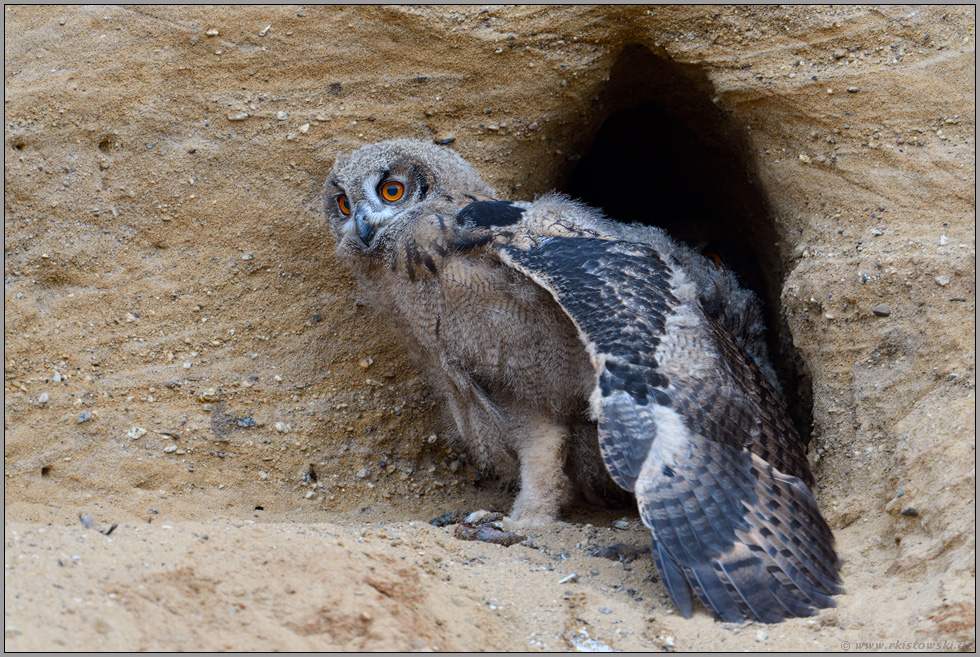 Dehnungsübungen... Europäischer Uhu *Bubo bubo*