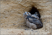 Blick zum Himmel... Europäischer Uhu *Bubo bubo*