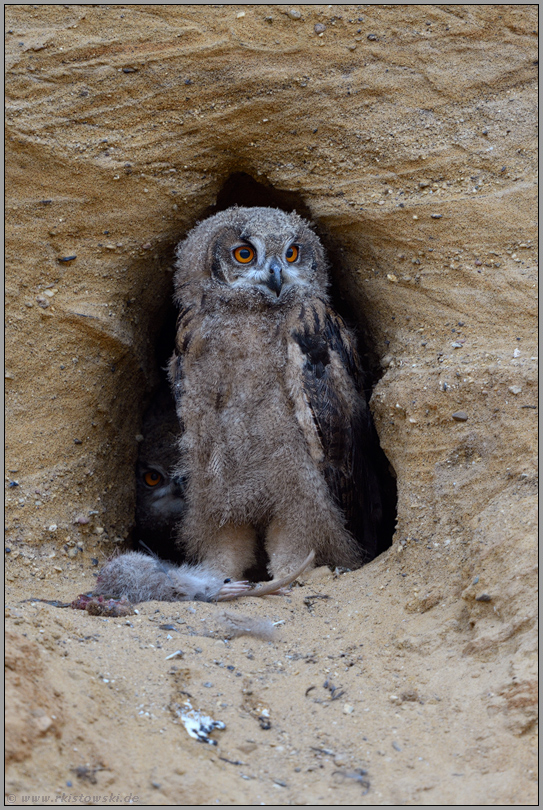 auf kräftigen Beinen... Europäischer Uhu *Bubo bubo*