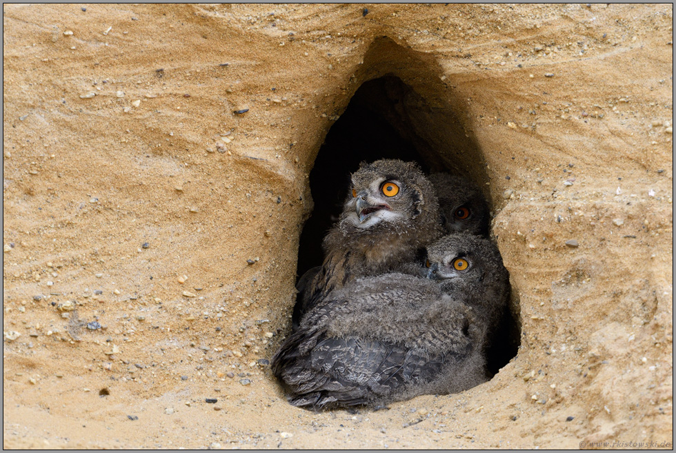 Aufregung in der Nisthöhle... Europäischer Uhu *Bubo bubo*