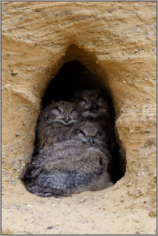 lustige Schlafgemeinschaft... Europäischer Uhu *Bubo bubo*