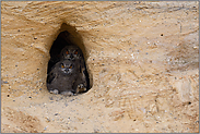 leuchtend orange Augen... Europäischer Uhu *Bubo bubo*