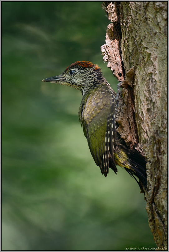 flügge... Grünspecht *Picus viridis*