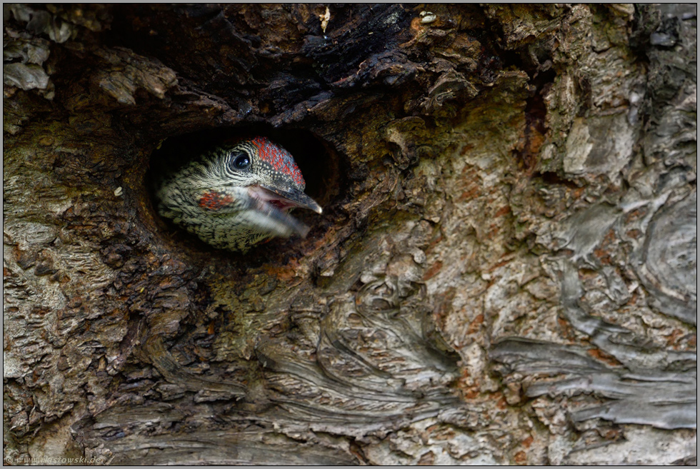 laut bettelnd... Grünspecht *Picus viridis*