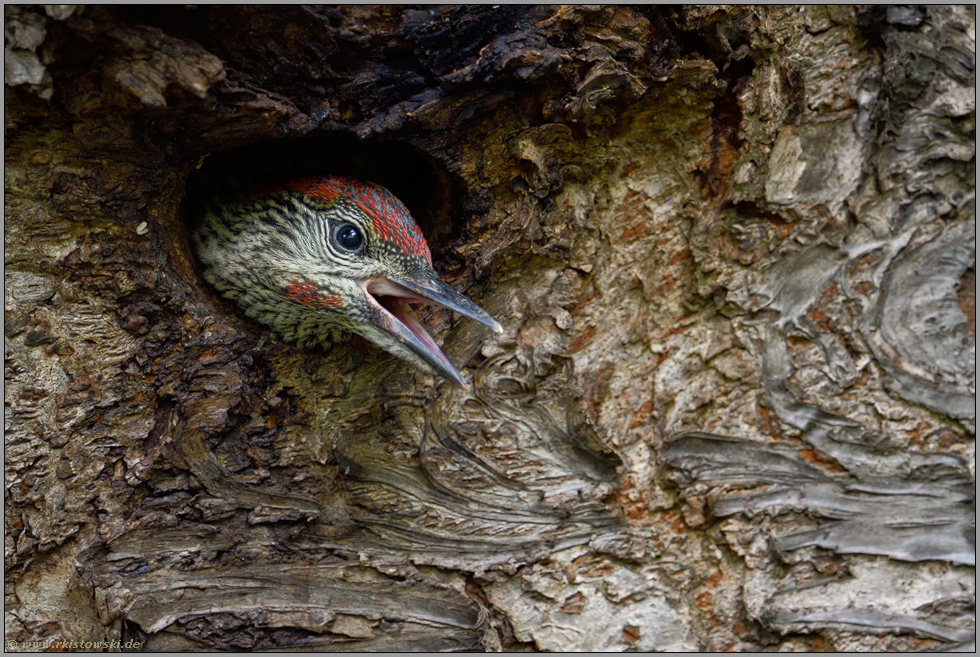 Bettelruf... Grünspecht *Picus viridis*, junges, nahezu flügges Männchen