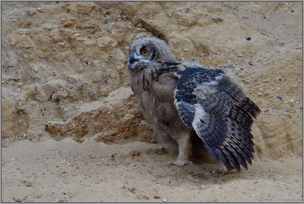 fertig entwickeltes Großgefieder... Europäischer Uhu *Bubo bubo*