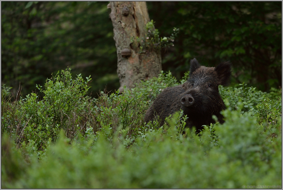 Geruchssinn... Wildschwein *Sus scrofa*