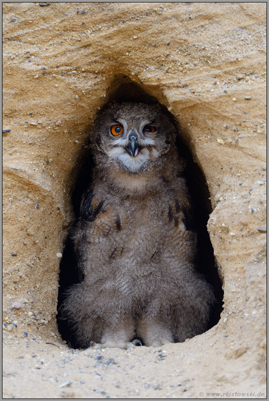 verschmitzt... Europäischer Uhu *Bubo bubo*