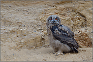 aufmerksamer Blick... Europäischer Uhu *Bubo bubo*