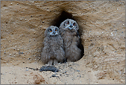 vor dem Eingang ihrer Bruthöhle... Europäischer Uhu *Bubo bubo*