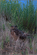 unweit ihres Brutplatzes... Europäischer Uhu *Bubo bubo*