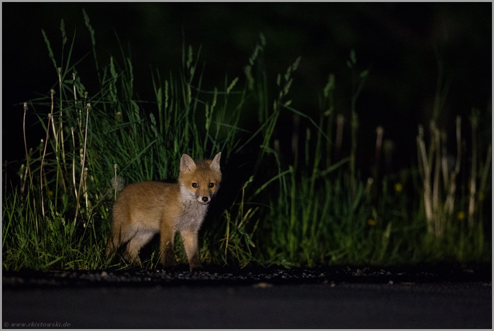 Augen auf im Straßenverkehr... Jungfuchs *Vulpes vulpes*