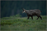 am späten Abend... Gämse *Rupicapra rupicapra*