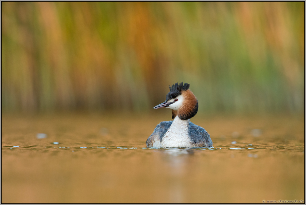 buntes Schilf... Haubentaucher *Podiceps cristatus*