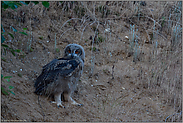 forsch unterwegs... Europäischer Uhu *Bubo bubo*