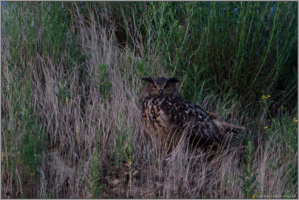 zu später Stunde... Europäischer Uhu *Bubo bubo*