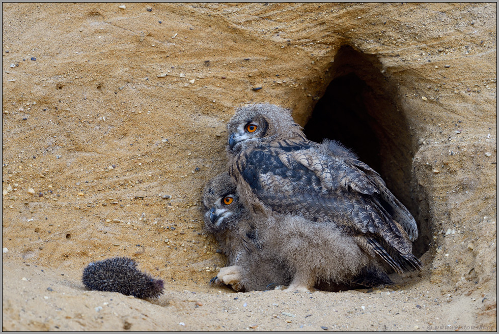 der Igel... Europäischer Uhu *Bubo bubo*