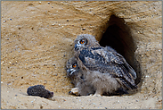 der Igel...  Europäischer Uhu *Bubo bubo*