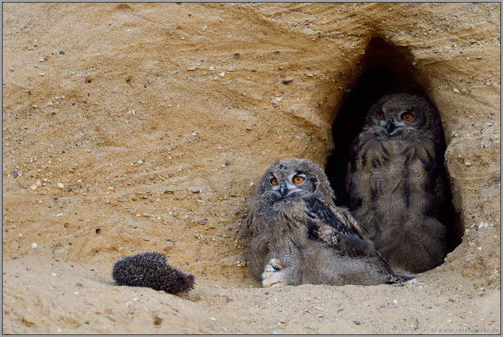 Gemütlichkeit... Europäischer Uhu *Bubo bubo*