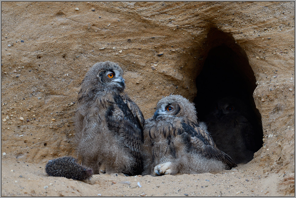 völlig entspannt... Europäischer Uhu *Bubo bubo*