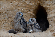 völlig entspannt... Europäischer Uhu *Bubo bubo*