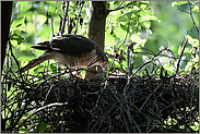 hungrige Schnäbel... Sperber *Accipiter nisus* füttert den Nachwuchs