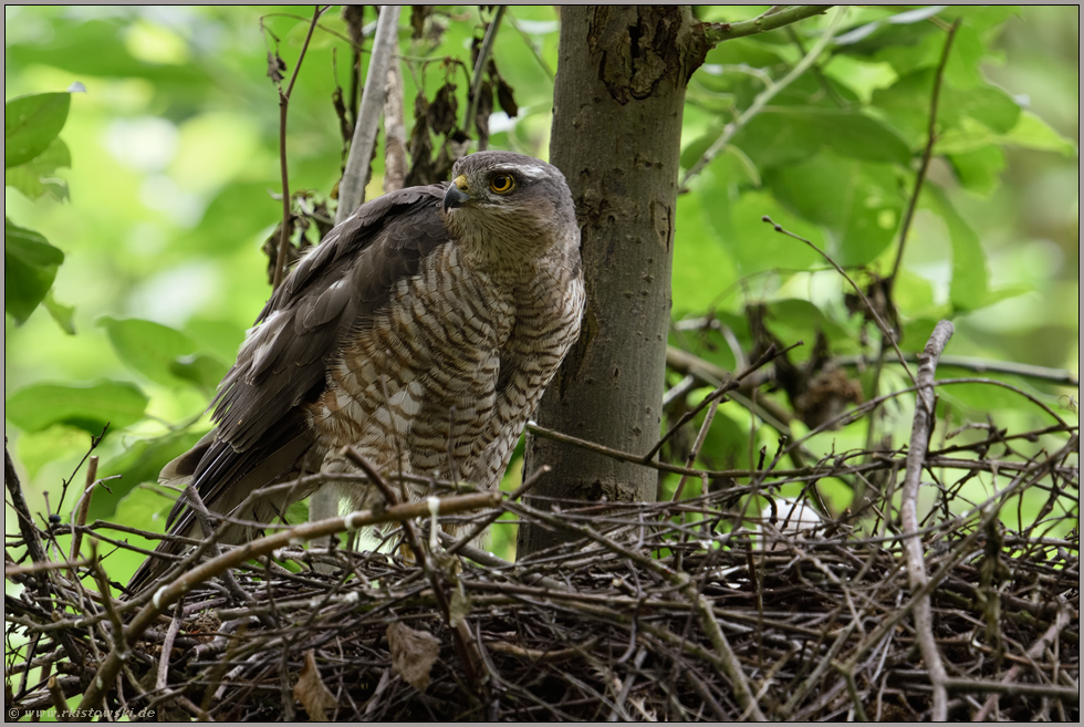 vorsichtiger Rückblick... Sperber *Accipiter nisus* wacht über das Nest