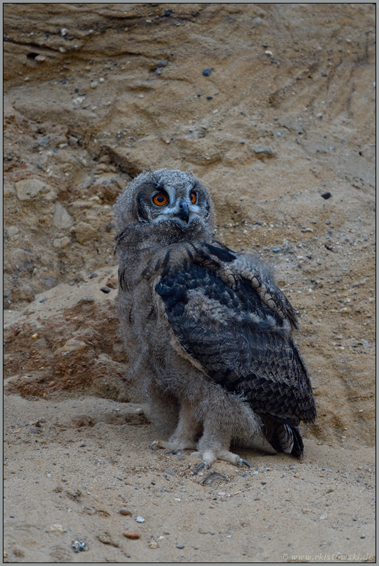 Jungspund... Europäischer Uhu *Bubo bubo*