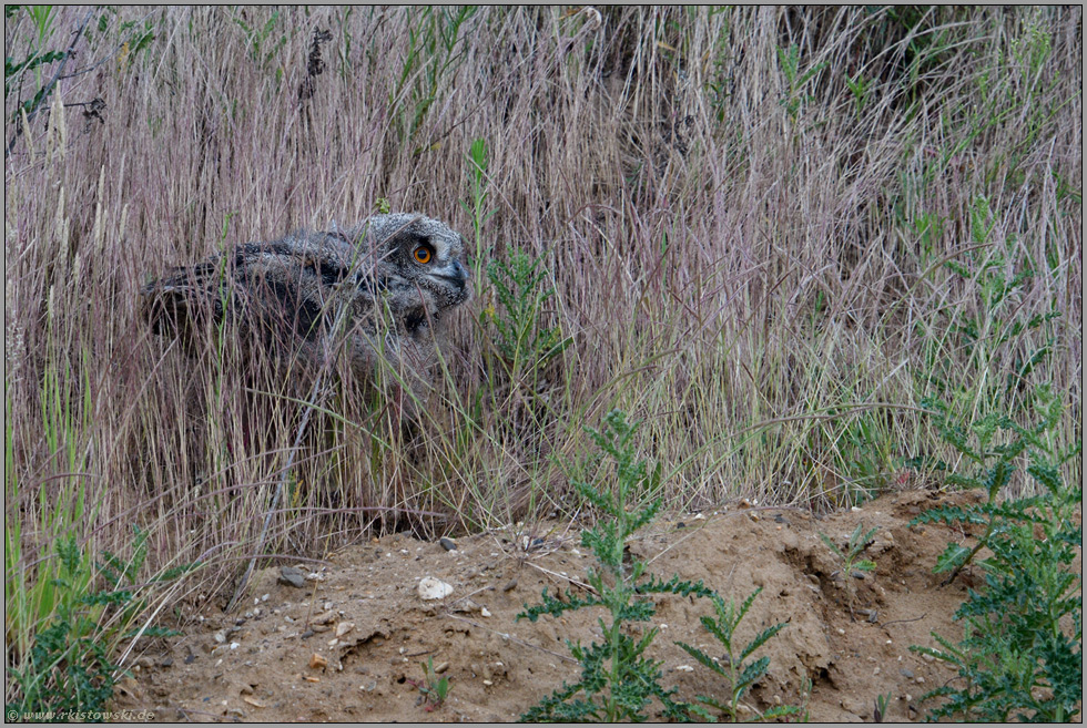 versteckt im hohen Gras... Europäischer Uhu *Bubo bubo*