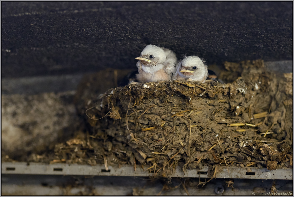 zu viert im Nest... Rauchschwalbe *Hirundo rustica*